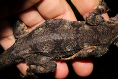 Acanthocercus atricollis