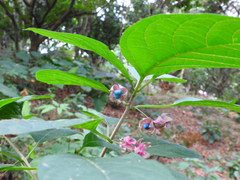 Clerodendrum fortunatum