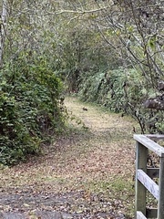 Leporidae