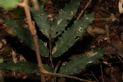 Cupaniopsis newmanii