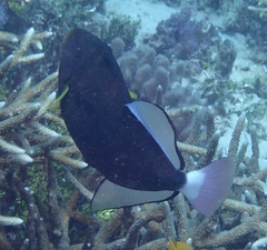 Melichthys vidua