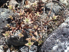 Epilobium melanocaulon