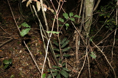 Cupaniopsis newmanii