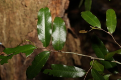 Meiogyne stenopetala