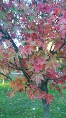 Acer palmatum