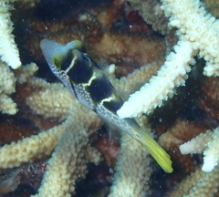 Paraluteres prionurus