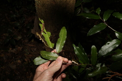 Meiogyne stenopetala