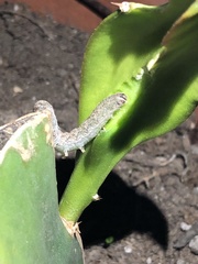 Anstenoptilia marmarodactyla