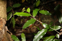 Meiogyne stenopetala