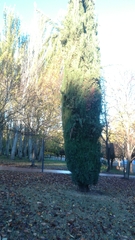 Cupressus sempervirens