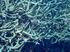 Acropora muricata