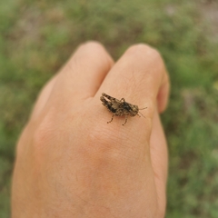 Trilophidia annulata