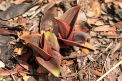 Eriospermum mackenii