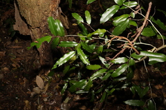 Meiogyne stenopetala