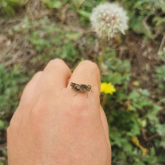 Trilophidia annulata