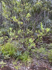 Stenocarpus umbelliferus