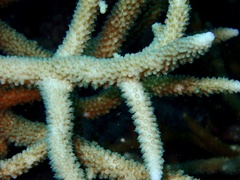 Acropora muricata