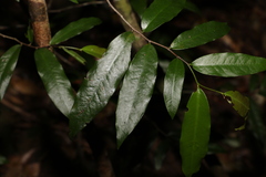 Meiogyne stenopetala