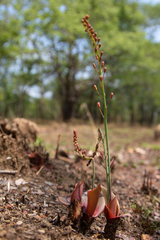 Eriospermum mackenii