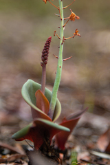 Eriospermum mackenii