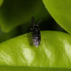 Symphyta