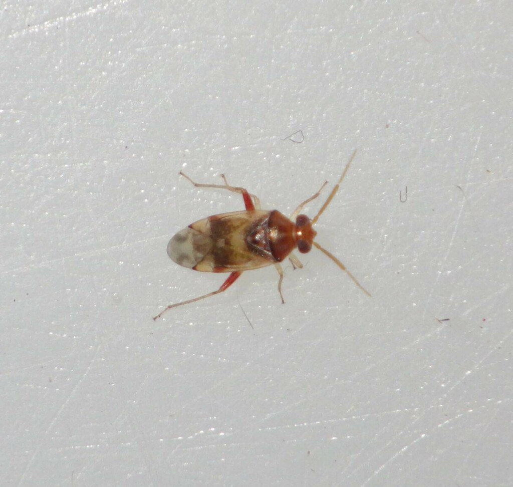 Pinalitus conspurcatus