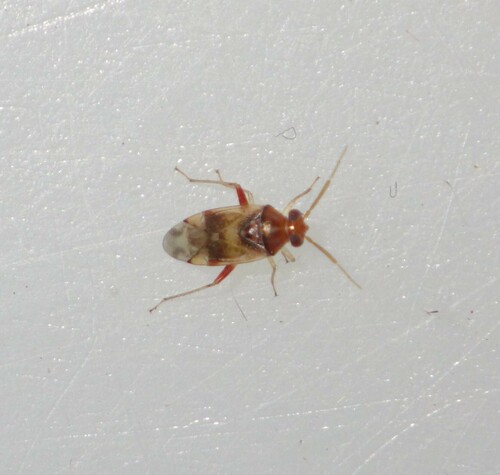 Pinalitus conspurcatus