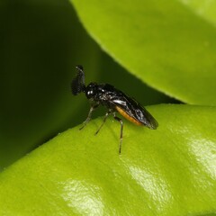 Symphyta