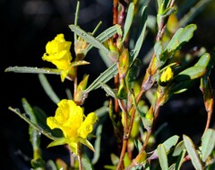 Hibbertia subvaginata