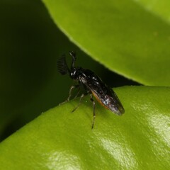 Symphyta