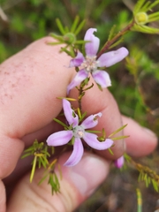 Philotheca salsolifolia