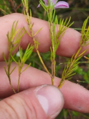 Philotheca salsolifolia