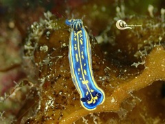 Felimare cantabrica
