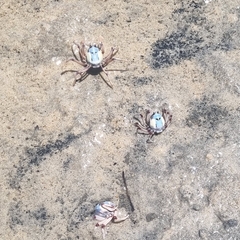 Mictyris longicarpus