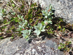 Pimelea oreophila