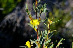 Hibbertia subvaginata