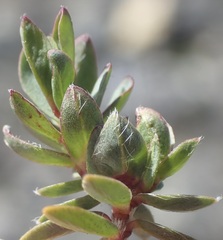 Pimelea oreophila