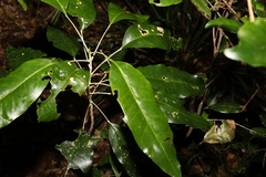 Sarcomelicope simplicifolia