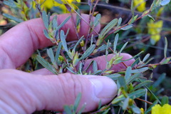 Hibbertia subvaginata