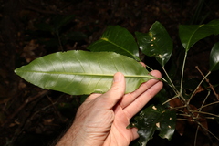 Sarcomelicope simplicifolia