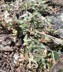 Pimelea oreophila