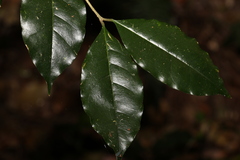 Olea paniculata