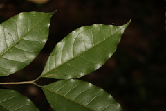 Olea paniculata