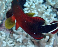 Cephalopholis urodeta