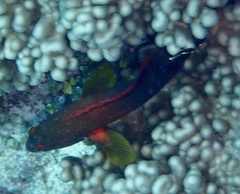 Cephalopholis urodeta