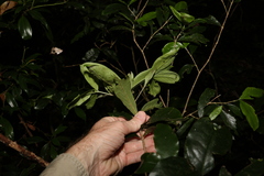 Atractocarpus chartaceus