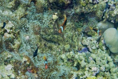 Amphiprion melanopus