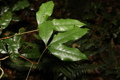 Heritiera trifoliolata