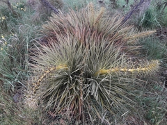 Aciphylla aurea