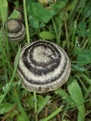 Entoloma perzonatum